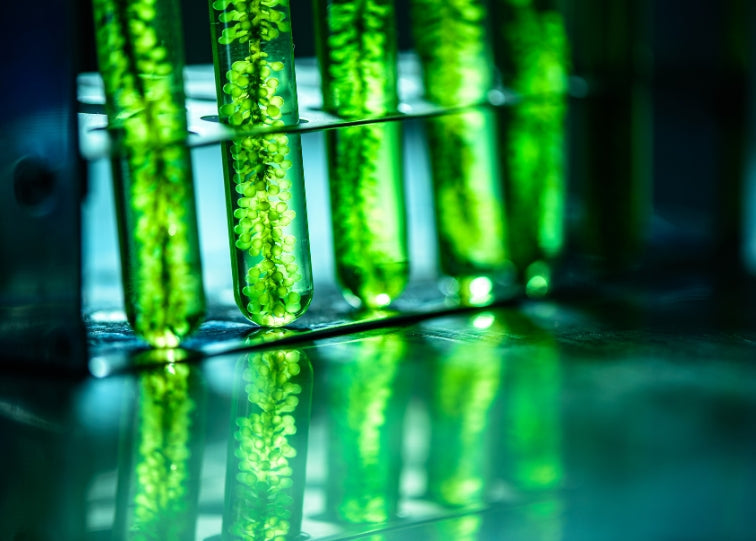 Algae Exosomes: A Breakthrough in skincare