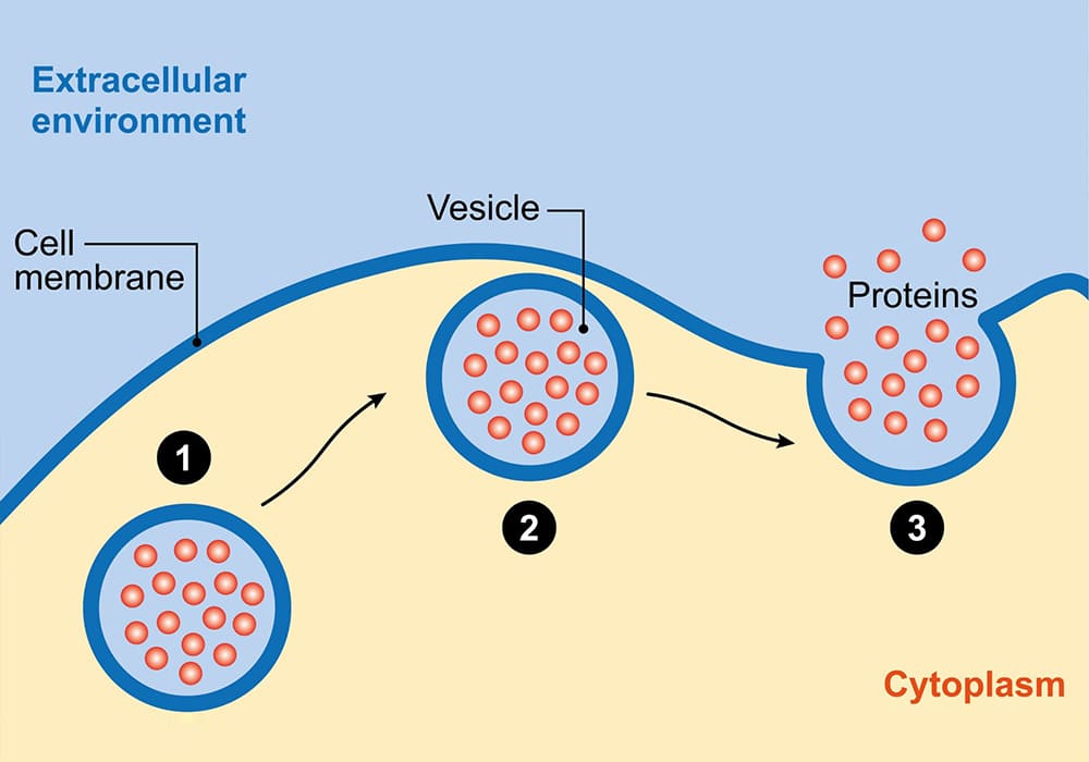 diagram showing the extracellular environment in the skin